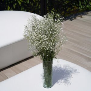 BABY'S BREATH 1