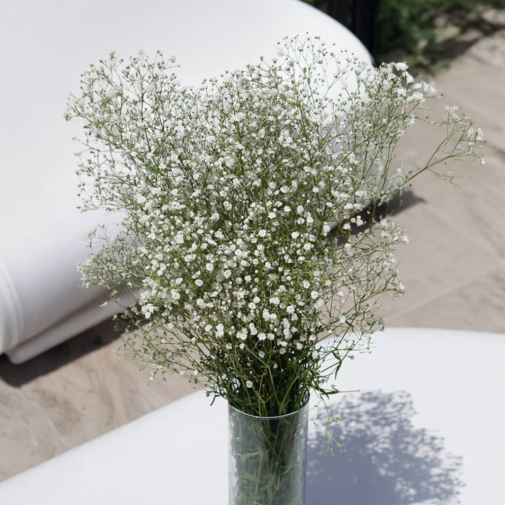 BABY'S BREATH 2
