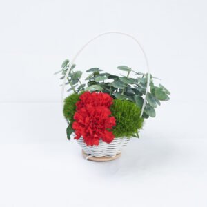 PRESERVED SILVER DOLLAR EUCALYPTUS