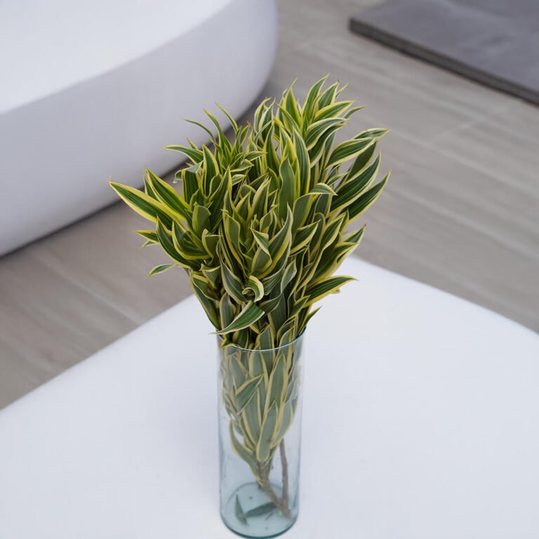 Dracaena 2