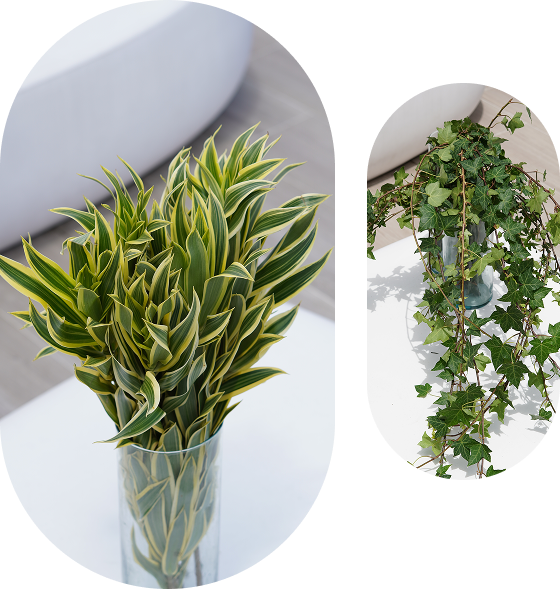 Flowers Flora traders