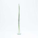 LILY GRASS GREEN 5