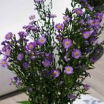 Purple Aster 5