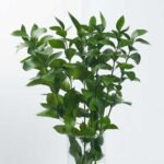 Ruscus 2