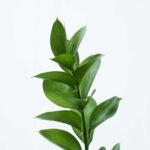 Ruscus 4