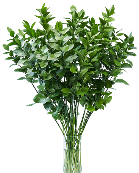 Ruscus Flora traders