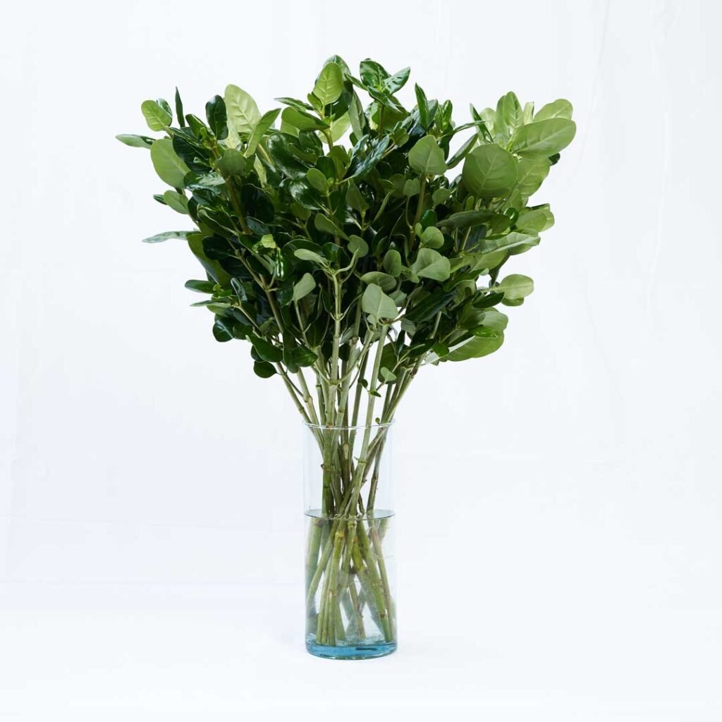 SHINNY PITTOSPORUM 1