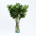 SHINNY PITTOSPORUM 1