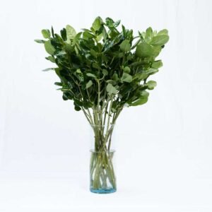 SHINNY PITTOSPORUM 1