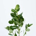 SHINNY PITTOSPORUM 3