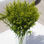 Solidago 4