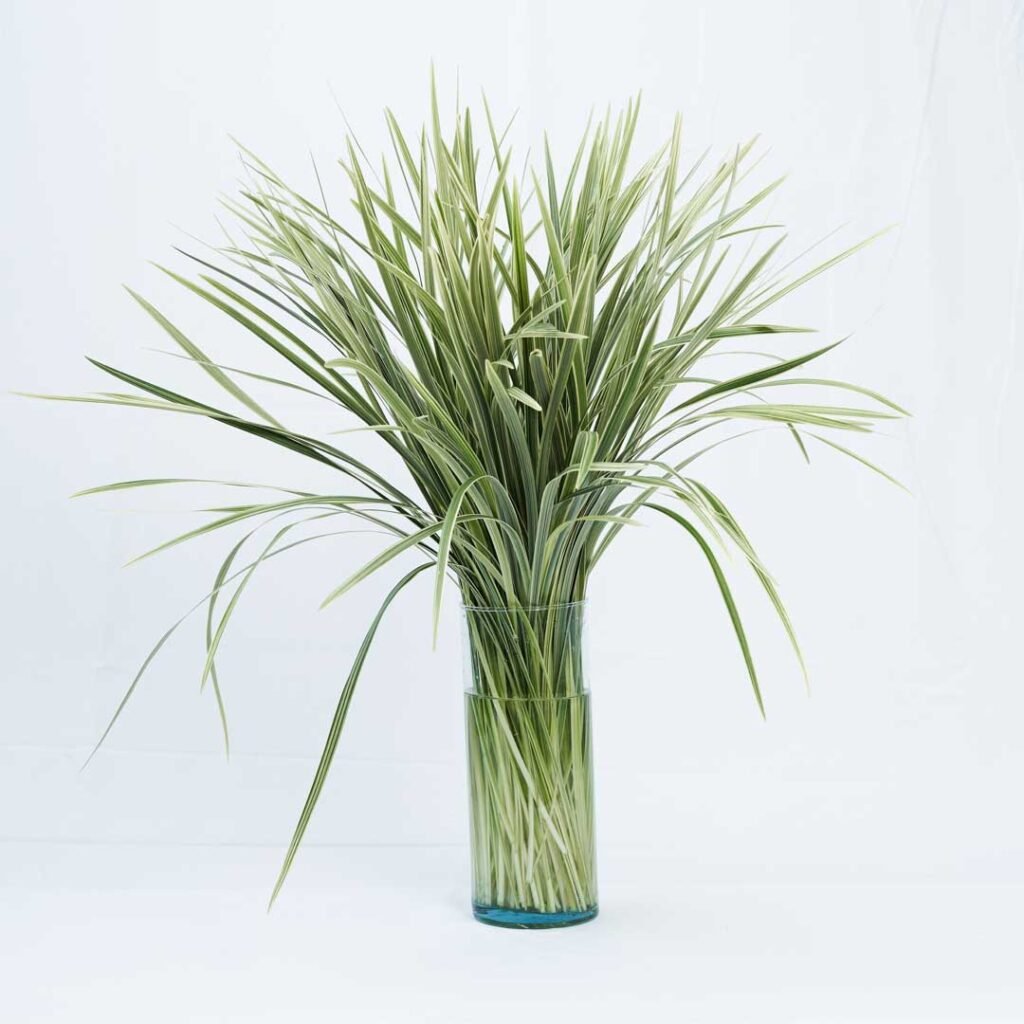 VARIEGATED LILY GRASS