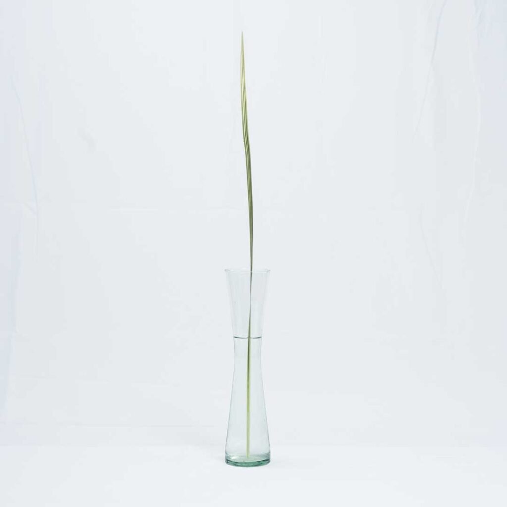 VARIEGATED LILY GRASS 2