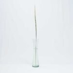 VARIEGATED LILY GRASS 2