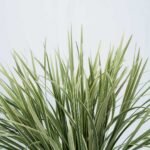 VARIEGATED LILY GRASS 3