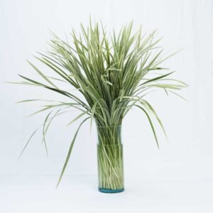 VARIEGATED LILY GRASS