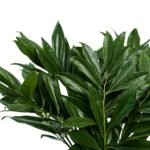 ZOOM_COCCULUS_NOFONDO