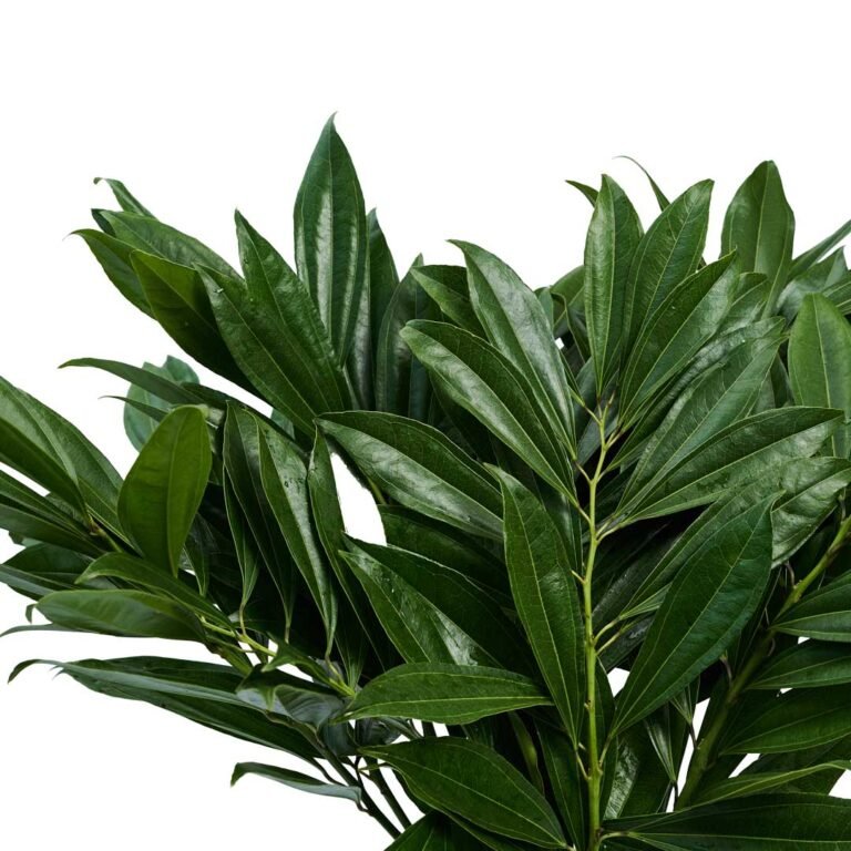 ZOOM_COCCULUS_NOFONDO